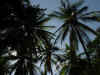 Coconut palms near Cuco.JPG (156956 bytes)