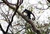 Howler monkey in a tree near Tamarindo.JPG (63616 bytes)