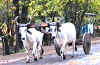 Ox cart on the road near Tamarindo.JPG (68999 bytes)