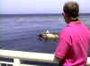 Skipper checks out the harbor seals on Monterey Bay.JPG (39310 bytes)